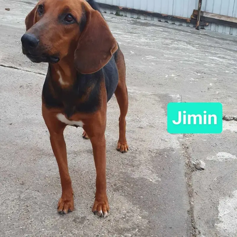 Jimin, smeđe-crni gonič, stoji na betonu