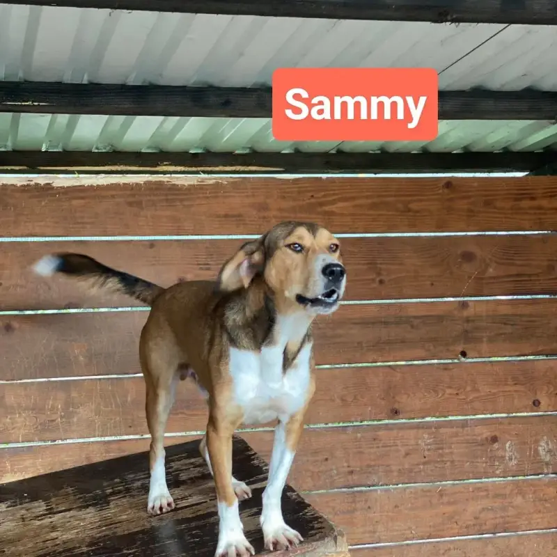 Sammy, mješanac s bijelim prsima, stoji ispred drvene ograde